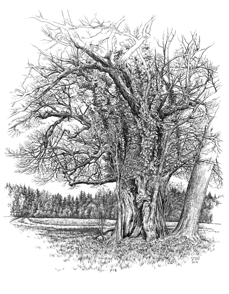 Ein alter Weggefährte: Die Linde in Kammerloh bei Alteiselfing