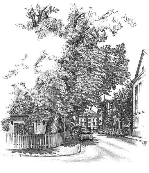 Ehemalige Kastanienbäume an der Königstraße in Rosenheim