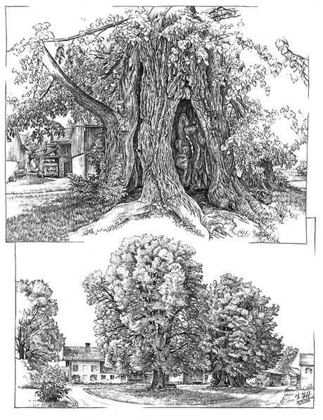 Dorflinde in Högling bei Bruckmühl