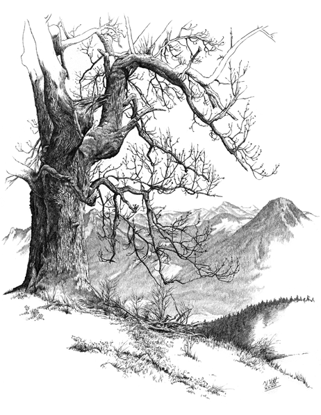 Verwitterte Esche auf der Hohen Asten