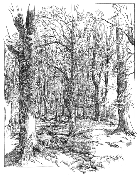 Eine Ahorn- und Eschenbaumgruppe auf dem halben Weg zu der Frasdorfer Hütte