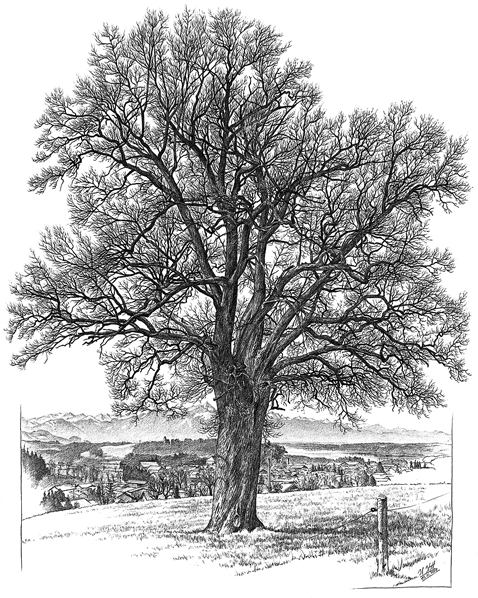 Die alte Eiche in Hofham bei Bad Endorf 