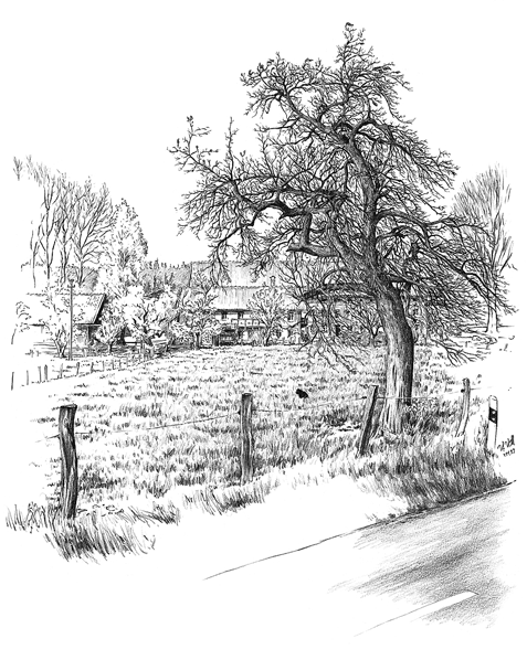 Natzing bei Eggstätt: Birnbaum am  Straßenrand