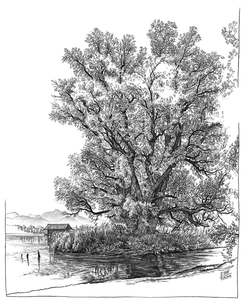 Silberweide am Chiemseeufer bei der Mündung des Priener Mühlbaches