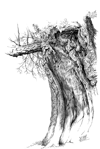 Innenleben eines Baumstammes