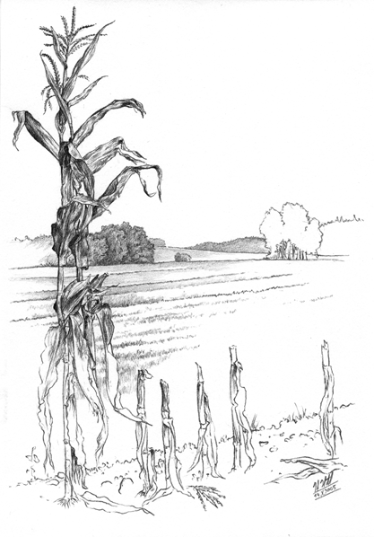 Maispflanze am Feldrand