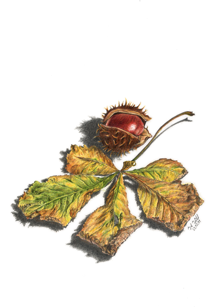 Kastanienstillleben Nr. II