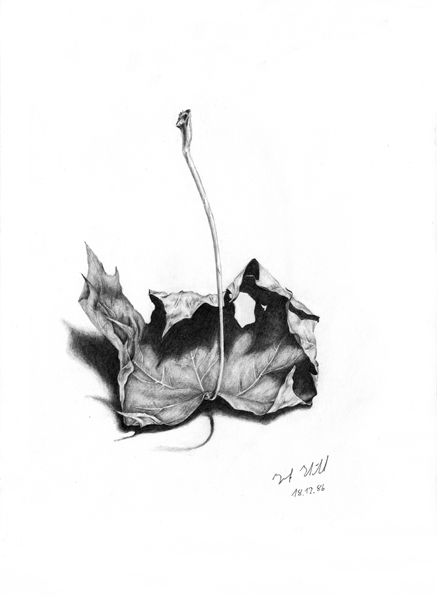 Stillleben mit Ahornblatt